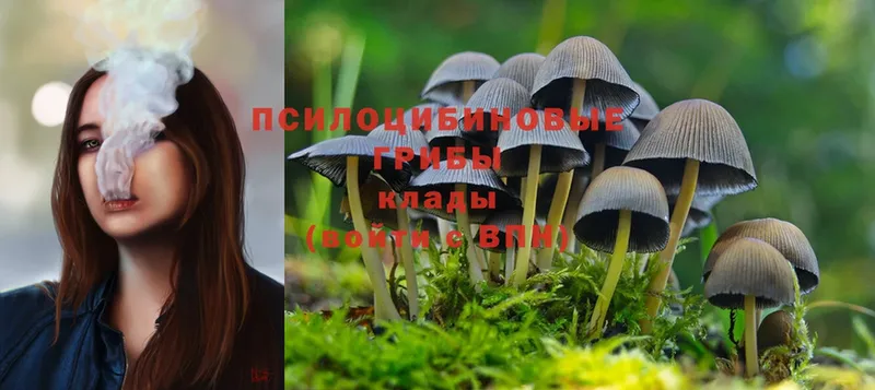 купить  сайты  маркетплейс как зайти  Псилоцибиновые грибы Magic Shrooms  Алзамай 